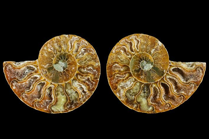 Agatized Ammonite Fossil - Crystal Filled Chambers #145987